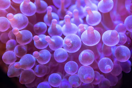 Beautiful sea flower in underwater world with corals  and fish.