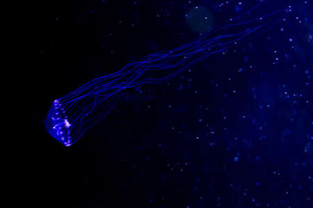 Close-up Jellyfish, Medusa in fish tank with neon light. Jellyfish is free-swimming marine...