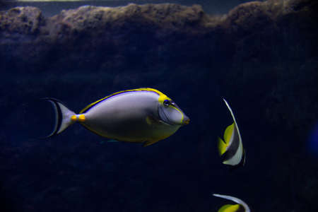 Beautiful fish in the aquarium on decoration  of aquatic plants background. A colorful  fish in fish...