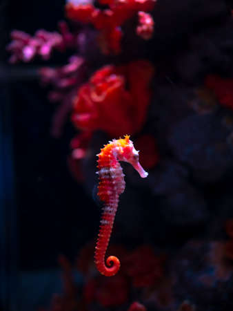 Sea horse in aquarium. These seahorses live in the warm seas around Indonesia, Philippines and Malaysia. They are usually yellow and have an unusual black and white striped nose.の写真素材