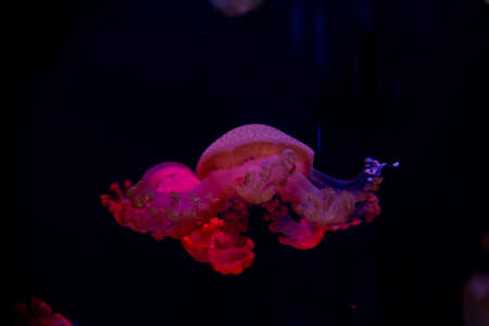 Close-up Jellyfish, Medusa in fish tank with neon light. Jellyfish is free-swimming marine coelenterate with a jellylike bell- or saucer-shaped body that is typically transparent.の写真素材