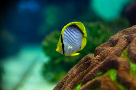 Close-up Jellyfish, Medusa in fish tank with neon light. Jellyfish is free-swimming marine coelenterate with a jellylike bell- or saucer-shaped body that is typically transparent.の写真素材