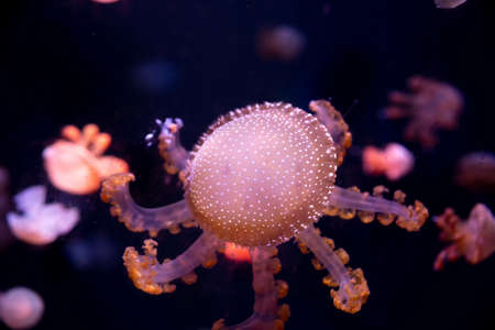 Close-up Jellyfish, Medusa in fish tank with neon light. Jellyfish is free-swimming marine coelenterate with a jellylike bell- or saucer-shaped body that is typically transparent.の写真素材