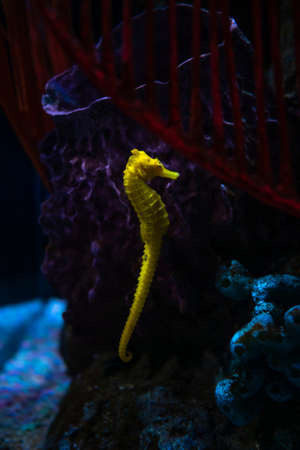 Sea horse in aquarium. These seahorses live in the warm seas around Indonesia, Philippines and Malaysia. They are usually yellow and have an unusual black and white striped nose.の写真素材
