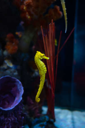 Sea horse in aquarium. These seahorses live in the warm seas around Indonesia, Philippines and Malaysia. They are usually yellow and have an unusual black and white striped nose.の写真素材