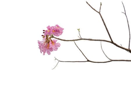 Pink flower and tree branch isolated on white background