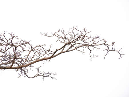 Pink flower and tree branch isolated on white backgroundの写真素材