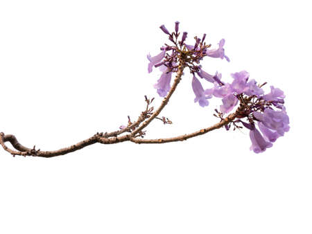 Jacaranda Flower isolated on white background, a species with an inflorescence at the tip of the...
