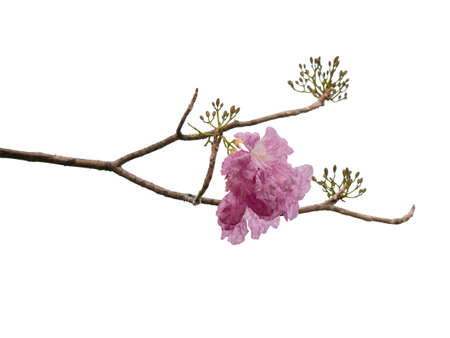 Pink flower and tree branch isolated on white background