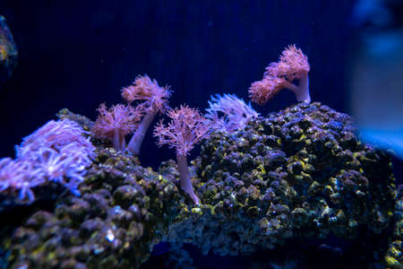 Beautiful sea flower in underwater world with corals  and fish.