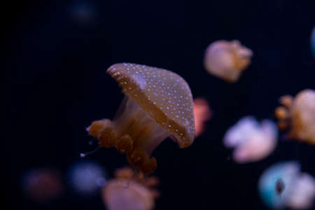 Close-up Jellyfish, Medusa in fish tank with neon light. Jellyfish is free-swimming marine coelenterate with a jellylike bell- or saucer-shaped body that is typically transparent.の写真素材