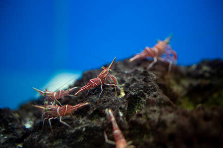 Hinge- beak shrimp, It is beautiful small shrimp in fish tank.の写真素材