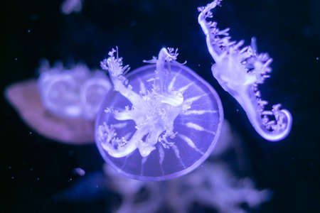 Close-up Jellyfish, Medusa in fish tank with neon light. Jellyfish is free-swimming marine...