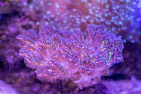 Beautiful sea flower in underwater world with corals  and fish.