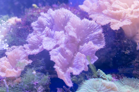 Beautiful sea flower in underwater world with corals  and fish.