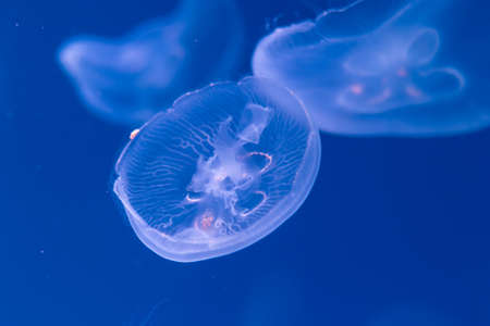 Close-up Jellyfish, Medusa in fish tank with neon light. Jellyfish is free-swimming marine coelenterate with a jellylike bell- or saucer-shaped body that is typically transparent.の写真素材