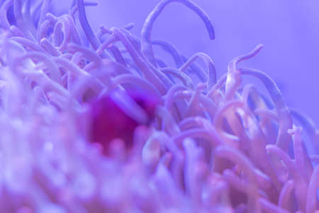 Beautiful sea flower in underwater world with corals  and fish.