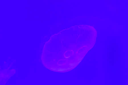 Close-up Jellyfish, Medusa in fish tank with neon light. Jellyfish is free-swimming marine...