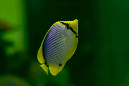 Close up beautiful fish in the aquarium on decoration of aquatic plants background. A colorful  fish...