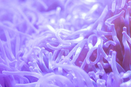 Beautiful sea flower in underwater world with corals  and fish.
