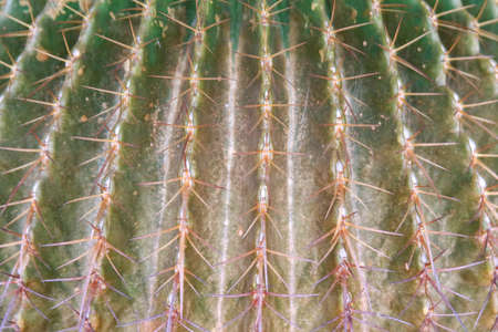 Cactus flowers on the lunch time. Cactus with copy space. Selective focus on Thorns of cactus.