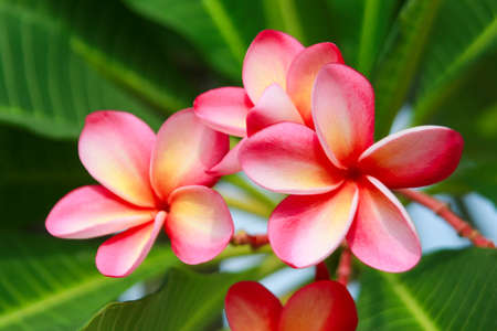 Plumeria Flower (Frangipani, Temple tree) on nature backgroundの写真素材