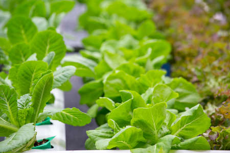 Organic Vegetables in organic  farm. Vegetable farm.