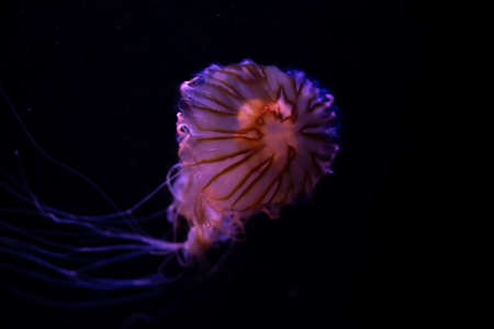 Close-up Jellyfish, Medusa in fish tank with neon light. Jellyfish is free-swimming marine coelenterate with a jellylike bell- or saucer-shaped body that is typically transparent.の写真素材