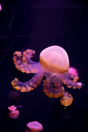 Close-up Jellyfish, Medusa in fish tank with neon light. Jellyfish is free-swimming marine coelenterate with a jellylike bell- or saucer-shaped body that is typically transparent.の写真素材