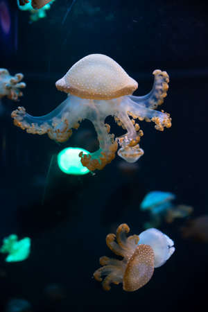 Close-up Jellyfish, Medusa in fish tank with neon light. Jellyfish is free-swimming marine coelenterate with a jellylike bell- or saucer-shaped body that is typically transparent.の写真素材
