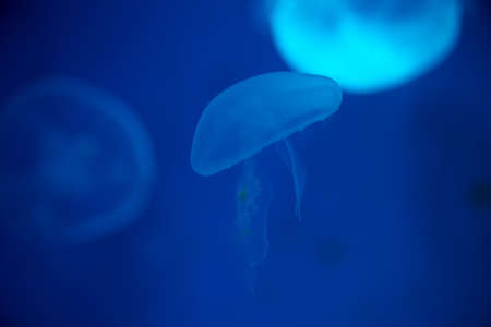 Close-up Jellyfish, Medusa in fish tank with neon light. Jellyfish is free-swimming marine coelenterate with a jellylike bell- or saucer-shaped body that is typically transparent.の写真素材