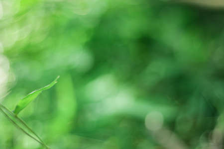 abstract bokeh background , nature background from bamboo leaf, Natural green blurred background