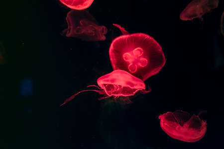 Close-up Jellyfish, Medusa in fish tank with neon light. Jellyfish is free-swimming marine...