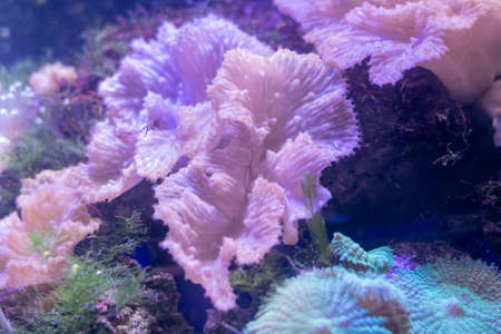 Beautiful sea flower in underwater world with corals  and fish.の写真素材