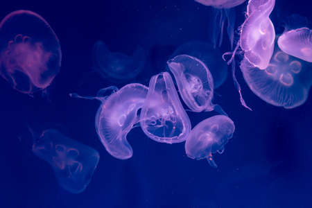 Close-up Jellyfish, Medusa in fish tank with neon light. Jellyfish is free-swimming marine...