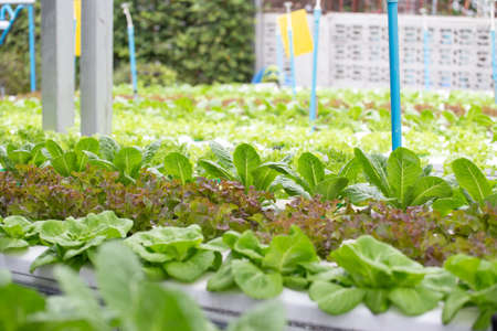 Organic Vegetables in organic  farm. Vegetable farm.