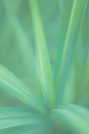 Blured Natural green background.  Blured Green nature background using as a background and wallpaper.の写真素材