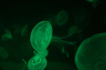 Close-up Jellyfish, Medusa in fish tank with neon light. Jellyfish is free-swimming marine...