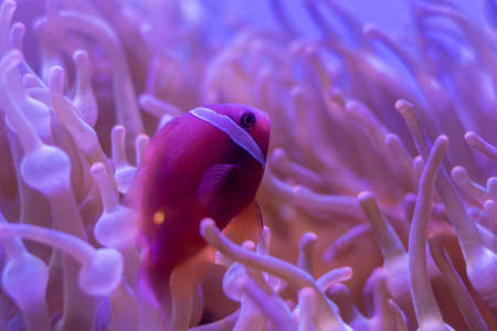 Beautiful sea flower in underwater world with corals  and fish.の写真素材