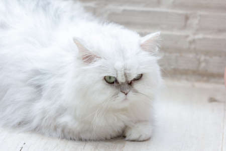 Peaceful  tabby cat kitten curled up sleeping.の写真素材