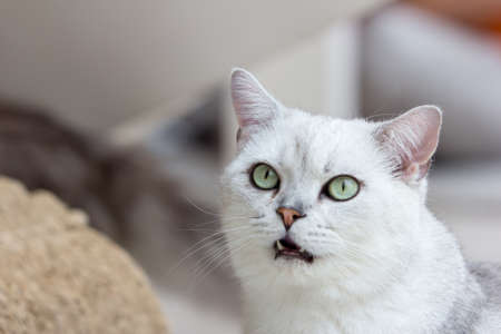 close up of cat kittenの写真素材