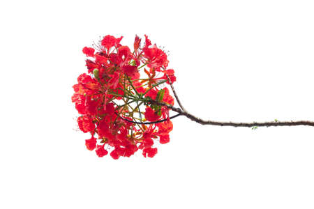 royal poinciana flower , red flower isolated on white backgroundの写真素材