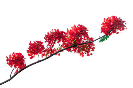 royal poinciana flower , red flower isolated on white background