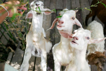 A small goat eating green bamboo leaves.の写真素材