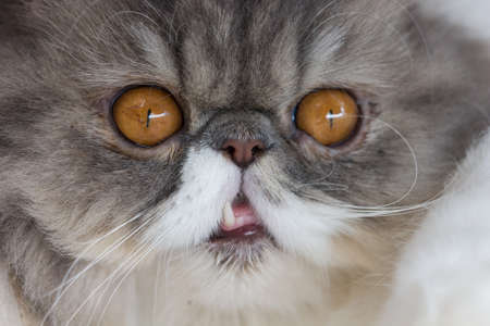 close up of cat kitten の写真素材