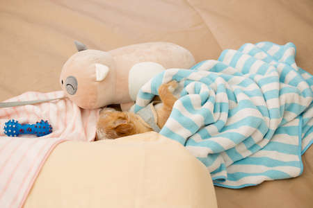 Close up chihuahua puppy dog sleeping with toy and doll in bedroom.