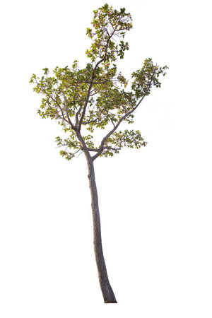Tree isolated on white backgroundの写真素材