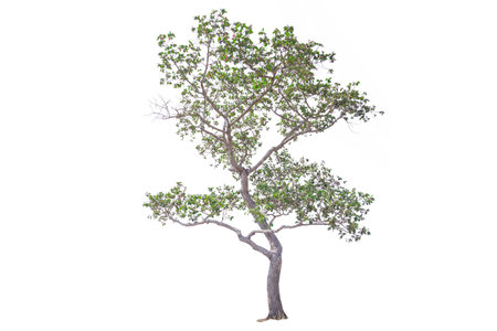 Tree isolated on white background, The tree on the white background.の写真素材