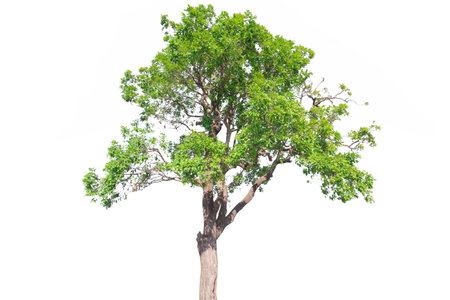 Tree isolated on white background, The tree on the white background.