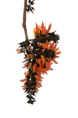 Butea monosperma is a species of Butea native to tropical and sub-tropical parts of the Indian...
